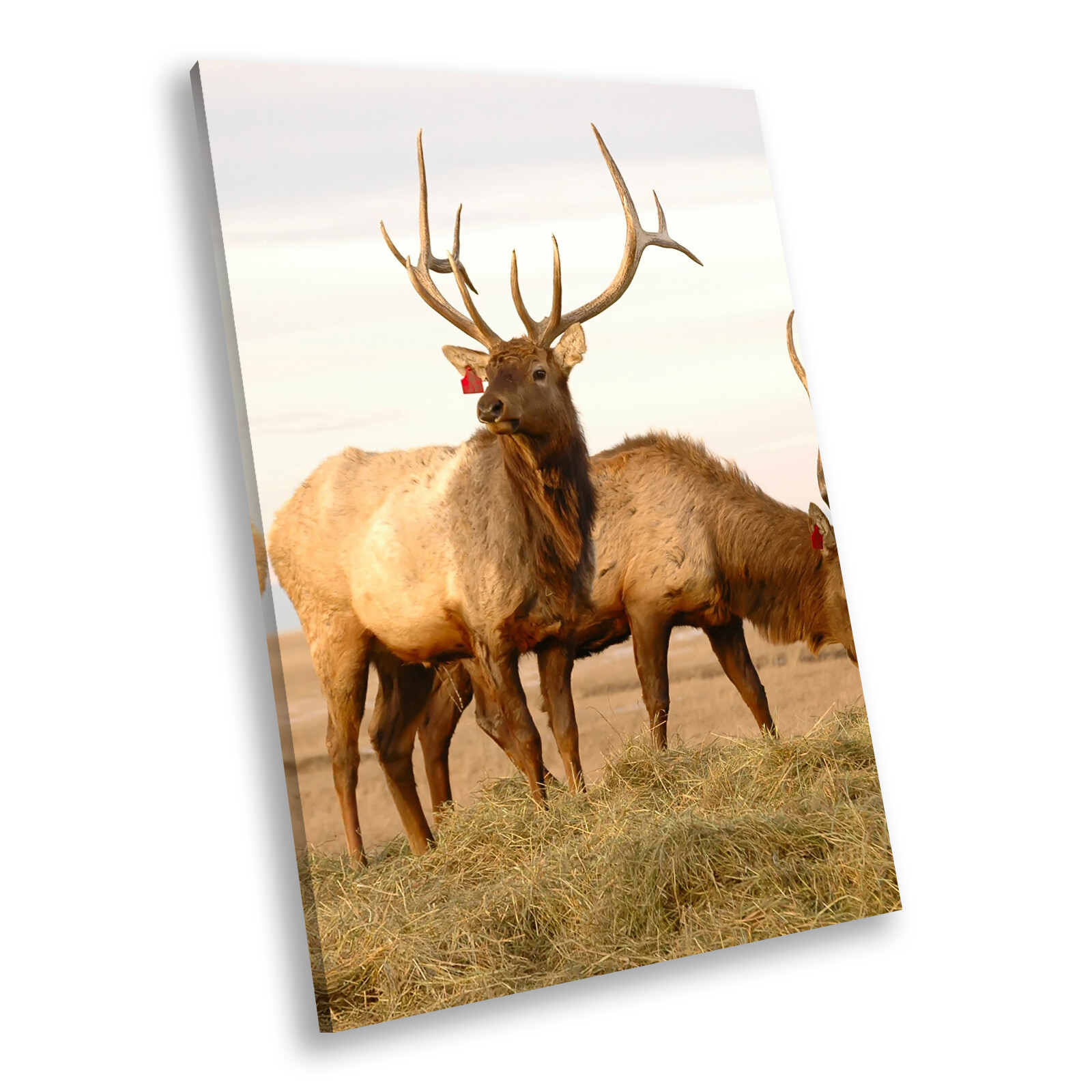 Stag Deer Grass braun Portrait Animal Canvas Wall Art Large Picture Prints Stag Deer Grass braun Portrait Animal Canvas Wall Art Large Picture Prints