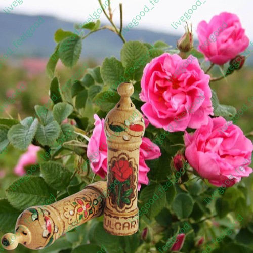 Aceite de Rosa Búlgara Orgánico 100% Puro Damascena Perfume Esencia Recuerdo 2 ml - Imagen 4 de 11