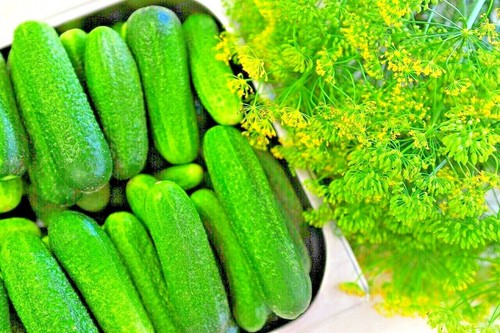 150 CUCUMBER SEEDS STRAIGHT EIGHT VEGETABLE SPRING HEIRLOOM GARDEN FREE SHIPPING - Picture 6 of 6