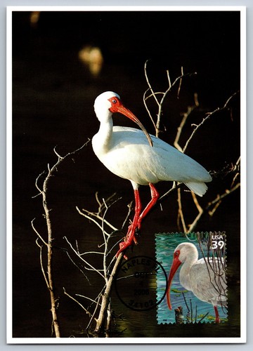 #4099j Southern Florida Wetland White Ibis FDC Maxi Card w/Pictorial Cancel - Picture 1 of 2