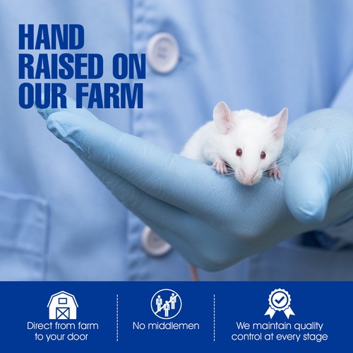 Combo Frozen Feeder Rats: 10 Smalls & 10 Mediums -FREE S&H -MiceDirect! Rodents - 第 2/12 張圖片