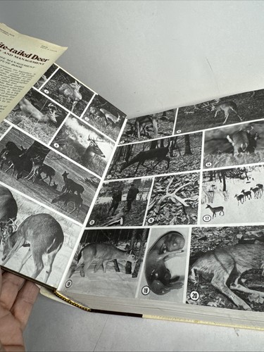 White-Tailed Deer: Ecology and Management - Halls (editor), 1984 hc, Stackpole - Picture 7 of 17