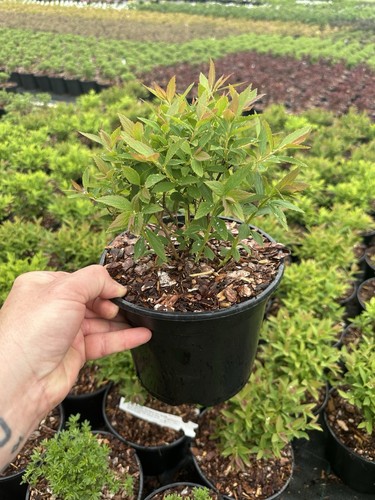 Spiraea Japonica Shirobana - XXL 3Lt Large Pot - Flowering Hardy Deciduous Shrub - Picture 9 of 15
