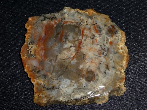COPROLITE  slab- 4 5/8" x 4 1/4"-- Fossilized poo---rough -cabbing-display - Picture 2 of 3