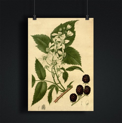 BRITISH SUMMER FRUITS Vintage Botanical Antique A3/A4 Poster WALL ART PRINT DECO - Picture 5 of 11