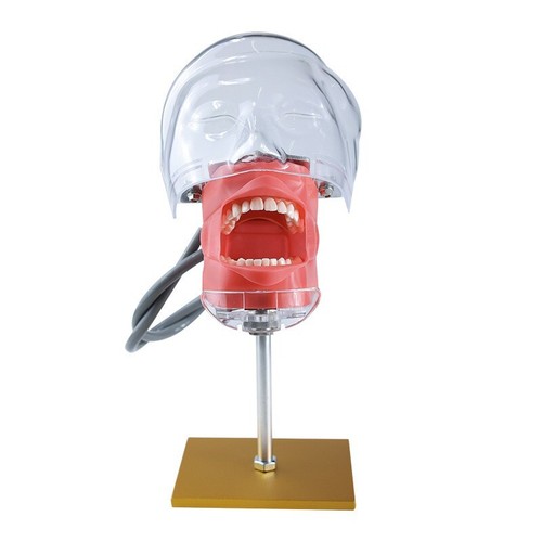 Dental Simulator Phantom Head Model Dental preparation support - Picture 4 of 27
