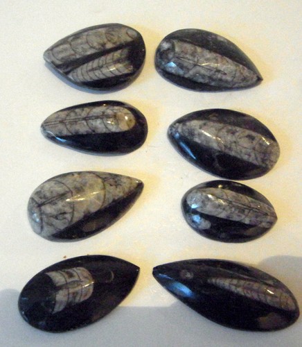 Orthoceras Cristallo Fossile Calamaro Shield Barchiopod 400 Million Anno 40 - Picture 1 of 2