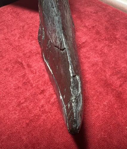 Fossil Megalodon Haizahn 4,38 Zoll — echtes Fossil - Bild 10 von 11