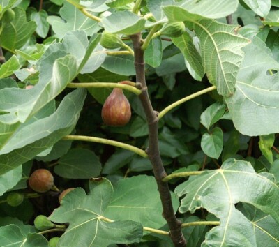FICUS CARICA 'CELESTE' - STARTER PLANT - APPROX 8-16 INCH - DORMANT