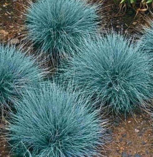 Blue Fescue Grass Seeds 600+ ornamental Garden perennial Plants Free Shipping
