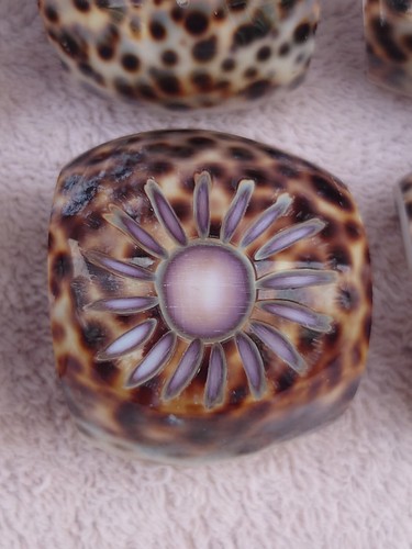 Napkin Rings Seashells 6 Real Cowrie Sea Shell Napkin Holders Natural - Picture 3 of 11