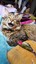 catspawcollectibles
