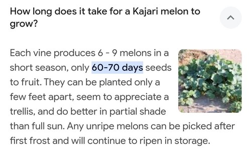 Kajari Melon Seeds,minimum 25 Seeds Of This Home Grown Delicious RARE Fruit - Picture 8 of 11