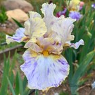 Tall Bearded Iris Rhizome "Holy Kosmoly" Tom Burseen 2000 Awards!