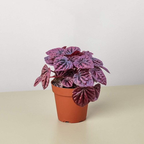 Peperomia 'Ripple Red' - Picture 2 of 8