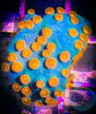 SAF~Meteor Shower  Cyphastrea Coral Frag“WYSIWYG”, SPS, Lepto, Coral Colony