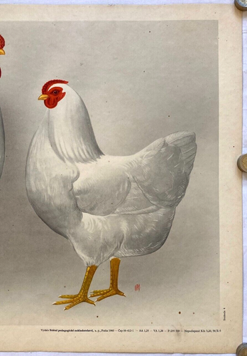 Original Vintage Poster V. KOVARIK - SCHOOL POSTER - CHICKEN - BREED -ART - 1960 - Picture 3 of 8