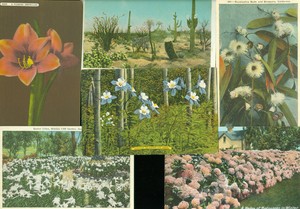 22-POSTCARDS-ALL-VARIOUS-FLOWERS