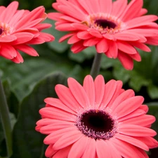 Gerbera Daisy Seeds 50+ Seeds Mum Flower, Flower Seeds, Annual, Flower Beds