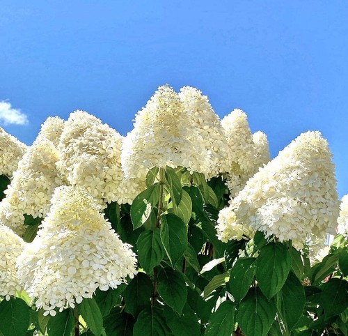 Hortensie paniculata - - weiße Rispenblüten - Bild 2 von 2