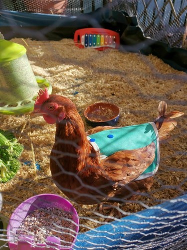 SILLA DE MONTAR DE POLLO IMPERMEABLE | Delantal de pollo | Resistente a espolones | Protección de plumas de gallina - Imagen 11 de 14