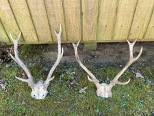 Taxidermy Two sets of 4 x 4 Sika DEER ANTLERS Hunting Lodge Decor (Cervus nippon