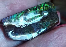 Ammolite  Ammonite Coated Stone 41x19x5.2mm #13930