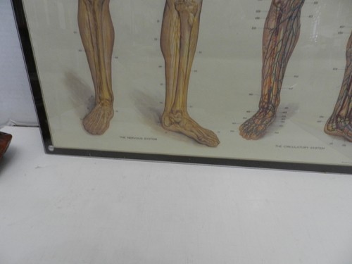 PRINT MAX BRODEL MEDICAL: CIRCULATORY & NERVOUS SYSTEM, 28 X 20" plexi framed - Picture 6 of 10