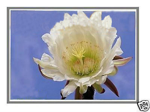 DELL Latitude DP/N JMC9X DCN-0JMC9X LED LCD Screen 15.6" WXGA HD AG Display New - Picture 2 of 8