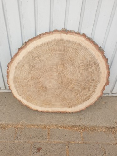 Baumscheibe Eiche 45-50cm Holzscheibe Tischplatte Dekoration - Bild 3 von 8