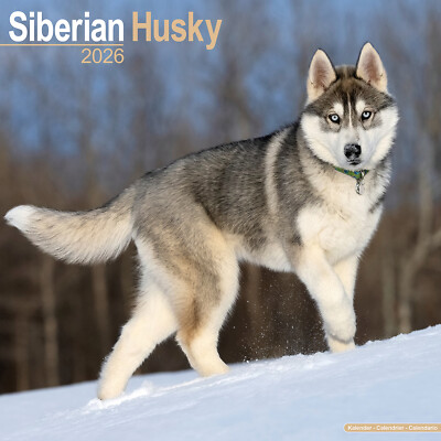 #ad Siberian Husky 2026 Calendar Dog Breed Gift Wall 15% OFF MULTI ORDERS GBP 11.99