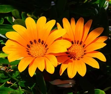 GAZANIA KISS ORANGE Gazania Rigens - 100 Bulk Seeds