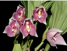 Angulocaste Ivan Portilla Pink White Fragrant Huge BS Orchid Hybrid 5.5” Pot