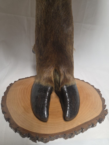 Piedistallo/tavolo con gambe di alce vero 18,5" alto 17" largo legno superiore e inferiore - Foto 10 di 10