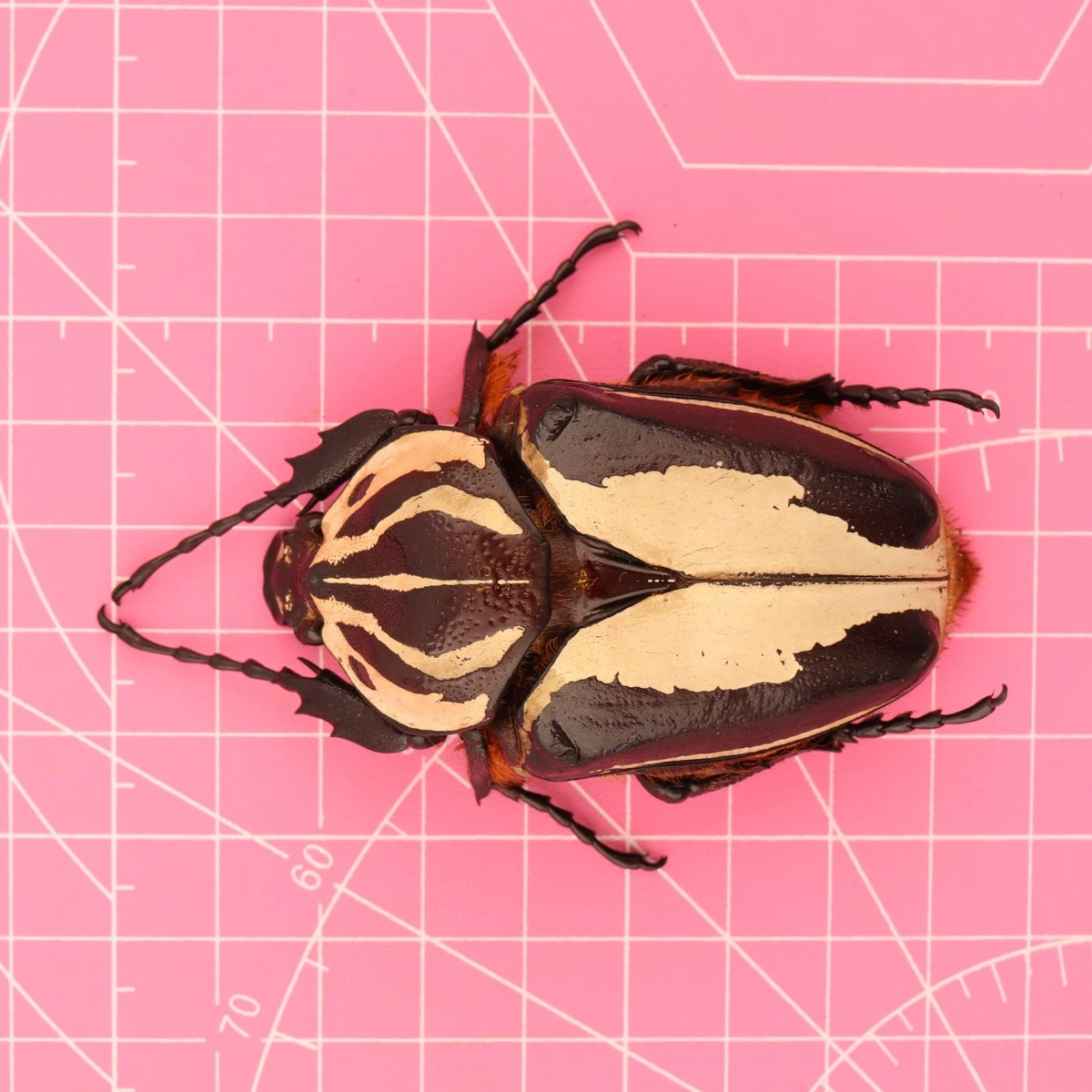 Las mejores ofertas en Goliathus Escarabajo | eBay