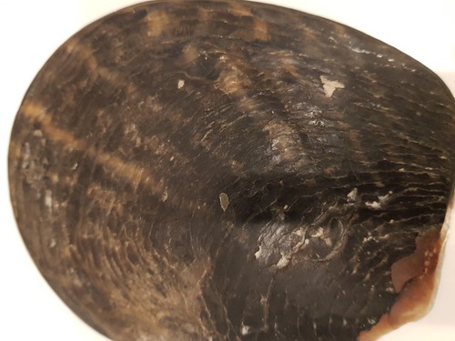 Alte Perlmuttschnitzerei Fischer Perlmutt Muschel - Bild 4 von 7
