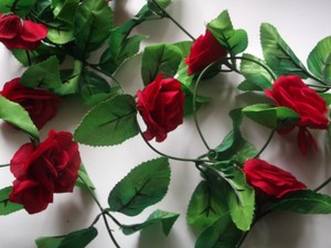 Rosen Bilder Kostenlose Und Lizenzfreie Fotos Schone Blumenbilder