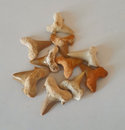 fossiler versteinerter Haifischzahn, groß - Bild 1 von 2