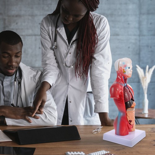 Medizinische Studenten Geschenk Menschlichen Torso Modell Anatomie Körper Modell - Bild 9 von 12