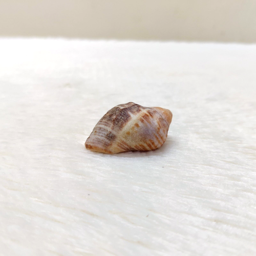 Vintage Rare Beautiful Natural Conch Shell Beach Decorative Collectible SL13 - Picture 5 of 11