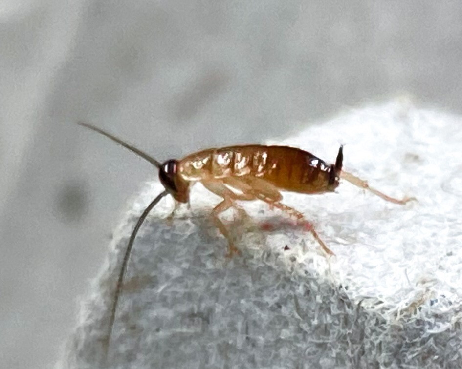 Red Runner Roach (2000 nymphs) / Turkestan Blatta Lateralis / Live ...