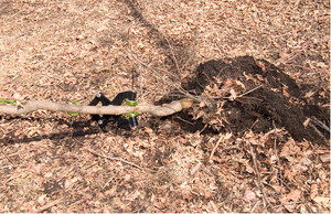 Brush-Grubber-Tree-Remover-Stub-Clump-Grabber-Grip-Puller-Shrub-Stumps-Tugger