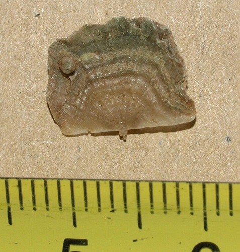 Orthidium lavaensis - Low Ordovician (Floian) Orthid brachiopod - Picture 3 of 11