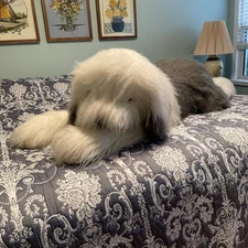 Costco CWC English Sheepdog Jumbo 56” Realistic Plush Laying Down Floor Pillow