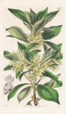 Illicium Religiosum Japan flower Blume botany engraving Kupferstich Curtis 3965