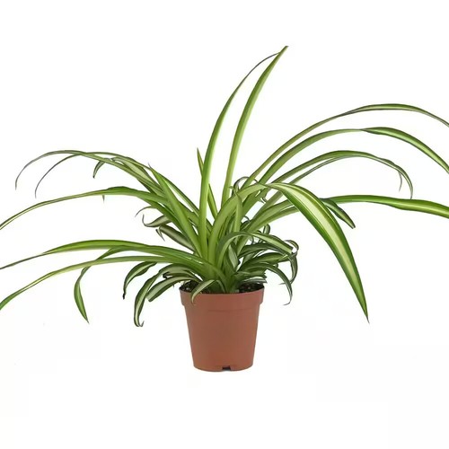 Enchanting Spider Plant - Live Plant - Chlorophytum Comosum - Picture 4 of 5