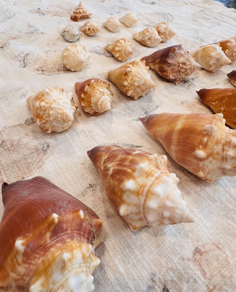 Conch Shells Florida Sanibel Island Gulf Coast Fighting Juvenile eBay