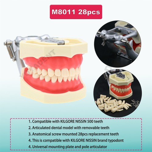 Multiple Types Dental Teeth Model Ortho Implant Practice Teaching Demo Model - Picture 148 of 276