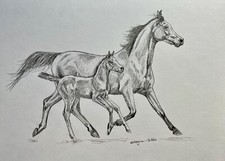 Original Drawing Art Pencil sketch arabian horse mare and foal 8”x10
