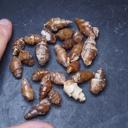 100gr Gastropode Transparent Fossil Chalcedon Mineral Achat Jura 17 - Bild 6 von 6